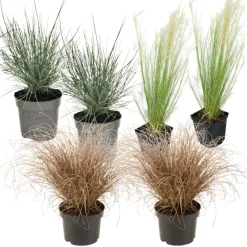 Brico Planten-Siergrassenpakket - Set Van 6 - Pot 10.5Cm - Hoogte 15-25Cm