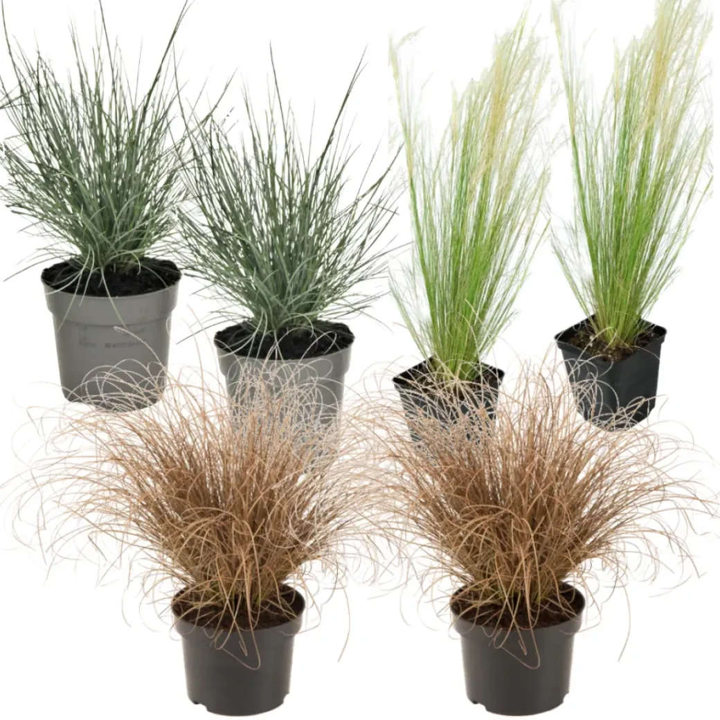 Brico Planten-Siergrassenpakket - Set Van 6 - Pot 10.5Cm - Hoogte 15-25Cm