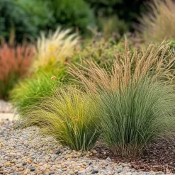 Brico Planten-Siergrassenpakket - Set Van 6 - Pot 10.5Cm - Hoogte 15-25Cm