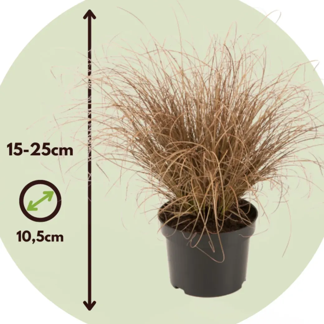 Brico Planten-Siergrassenpakket - Set Van 6 - Pot 10.5Cm - Hoogte 15-25Cm