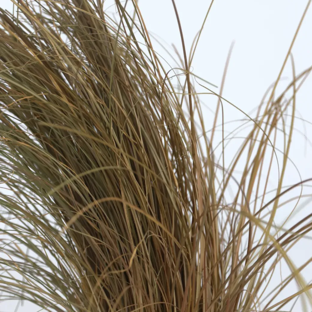 Brico Planten-Siergrassenpakket - Set Van 6 - Pot 10.5Cm - Hoogte 15-25Cm