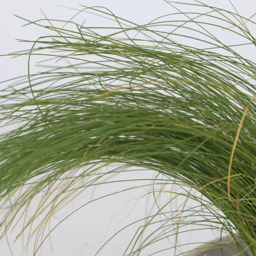 Brico Planten-Siergrassenpakket - Set Van 6 - Pot 10.5Cm - Hoogte 15-25Cm