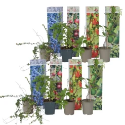 Brico Planten-Smoothie Mix - Mix Van 8 - Goji,Cranberry,Bes, Kiwi - Pot 9Cm - Hoogte 25-40Cm