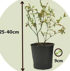 Brico Planten-Smoothie Mix - Mix Van 8 - Goji,Cranberry,Bes, Kiwi - Pot 9Cm - Hoogte 25-40Cm