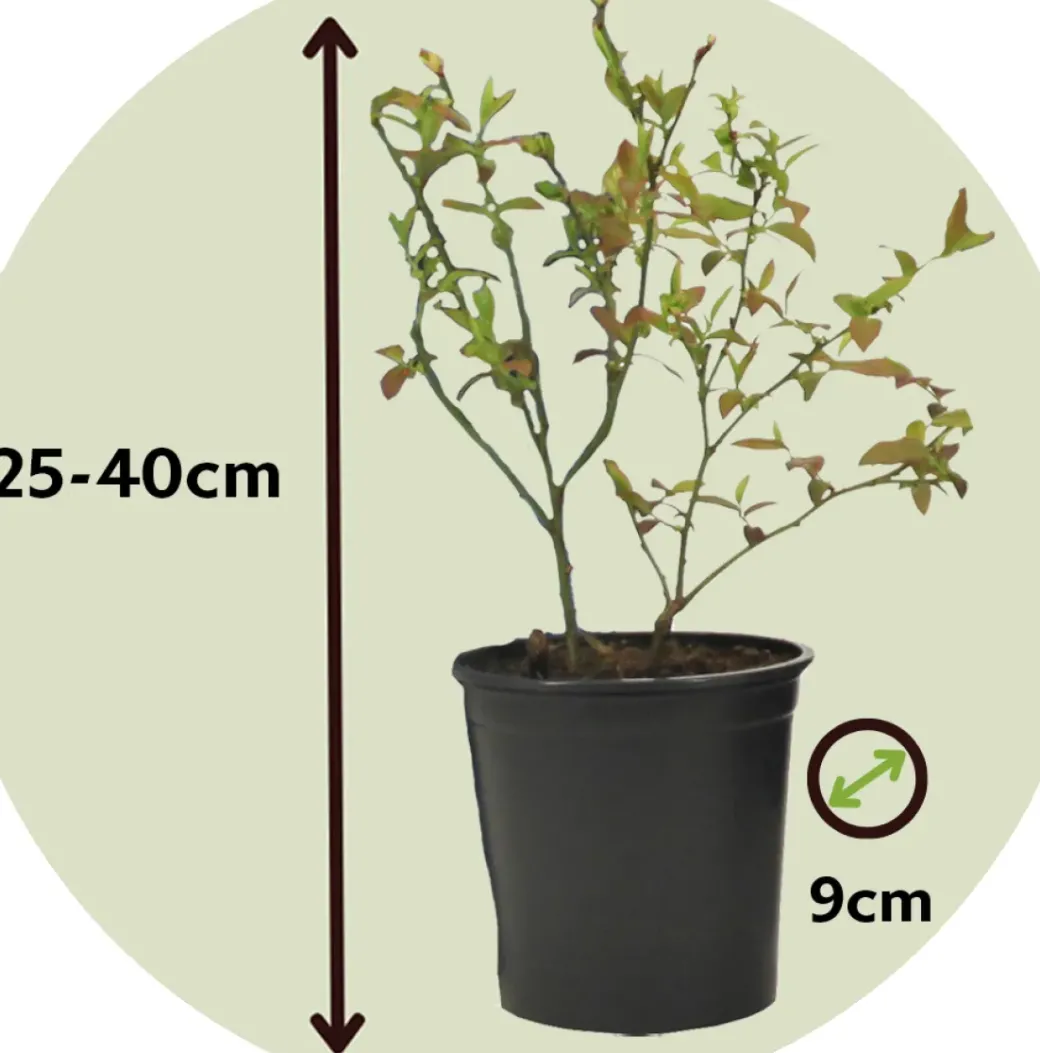 Brico Planten-Smoothie Mix - Mix Van 8 - Goji,Cranberry,Bes, Kiwi - Pot 9Cm - Hoogte 25-40Cm