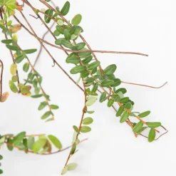 Brico Planten-Smoothie Mix - Mix Van 8 - Goji,Cranberry,Bes, Kiwi - Pot 9Cm - Hoogte 25-40Cm