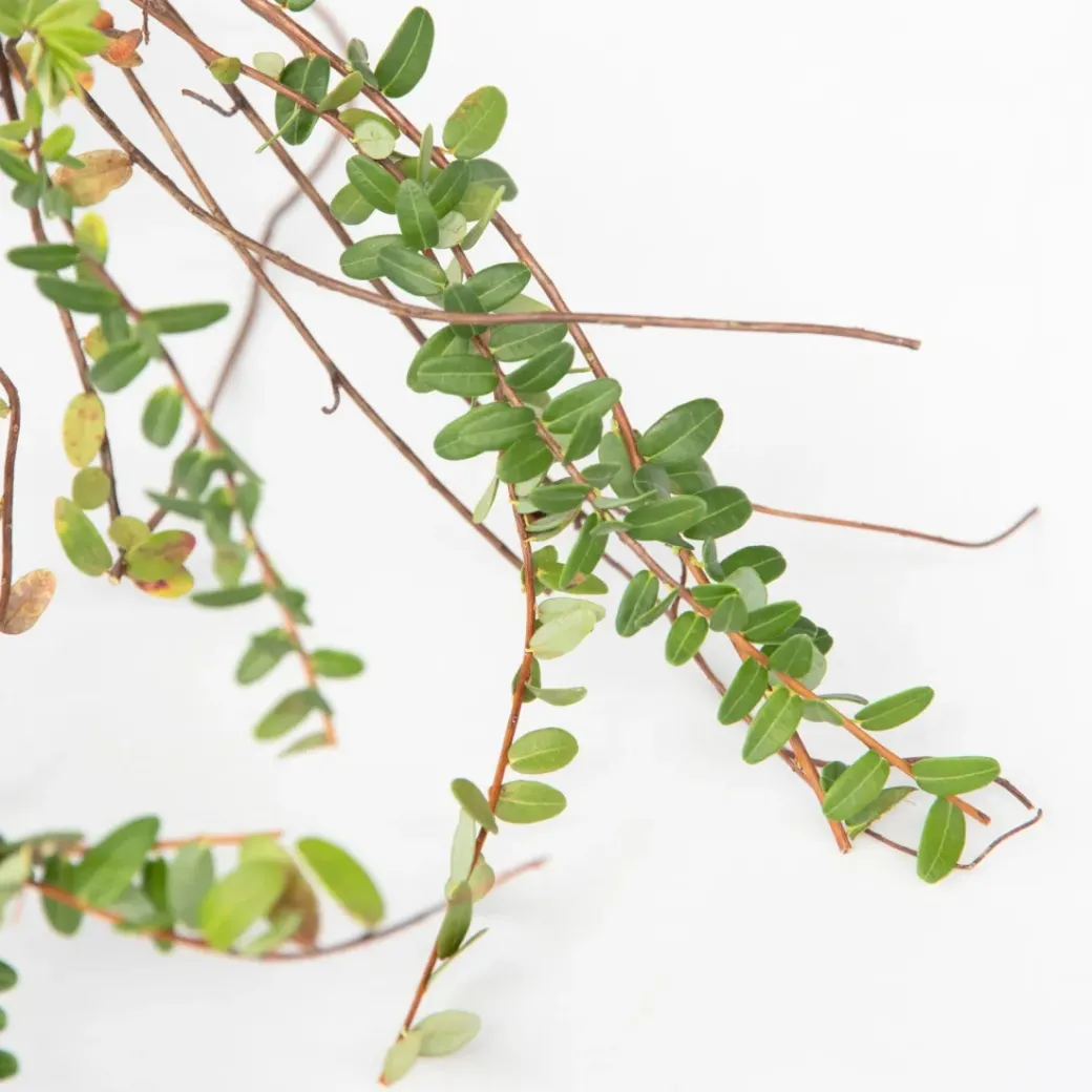 Brico Planten-Smoothie Mix - Mix Van 8 - Goji,Cranberry,Bes, Kiwi - Pot 9Cm - Hoogte 25-40Cm