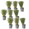 Brico Planten-Stipa Tenuifolia 'Pony Tails' - Set Van 9 - Gras - Pot 9Cm - Hoogte 20-30Cm