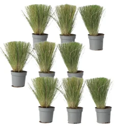 Brico Planten-Stipa Tenuifolia 'Pony Tails' - Set Van 9 - Gras - Pot 9Cm - Hoogte 20-30Cm