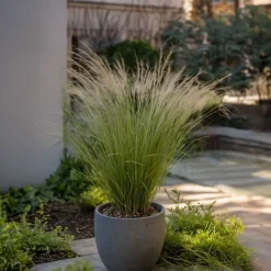 Brico Planten-Stipa Tenuifolia 'Pony Tails' - Set Van 9 - Gras - Pot 9Cm - Hoogte 20-30Cm