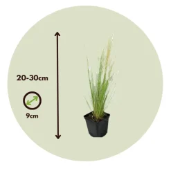 Brico Planten-Stipa Tenuifolia 'Pony Tails' - Set Van 9 - Gras - Pot 9Cm - Hoogte 20-30Cm