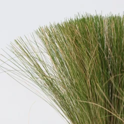 Brico Planten-Stipa Tenuifolia 'Pony Tails' - Set Van 9 - Gras - Pot 9Cm - Hoogte 20-30Cm