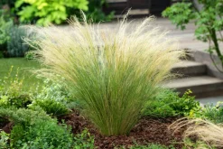 Brico Planten-Stipa Tenuifolia 'Pony Tails' - Set Van 9 - Gras - Pot 9Cm - Hoogte 20-30Cm