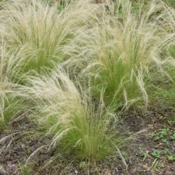 Brico Planten-Stipa Tenuifolia 'Pony Tails' - Set Van 9 - Gras - Pot 9Cm - Hoogte 20-30Cm