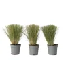 Brico Planten-Stipa Tenuifolia 'Pony Tails' - Set Van 3 - Gras - Pot 9Cm - Hoogte 20-30Cm