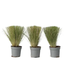 Brico Planten-Stipa Tenuifolia 'Pony Tails' - Set Van 3 - Gras - Pot 9Cm - Hoogte 20-30Cm