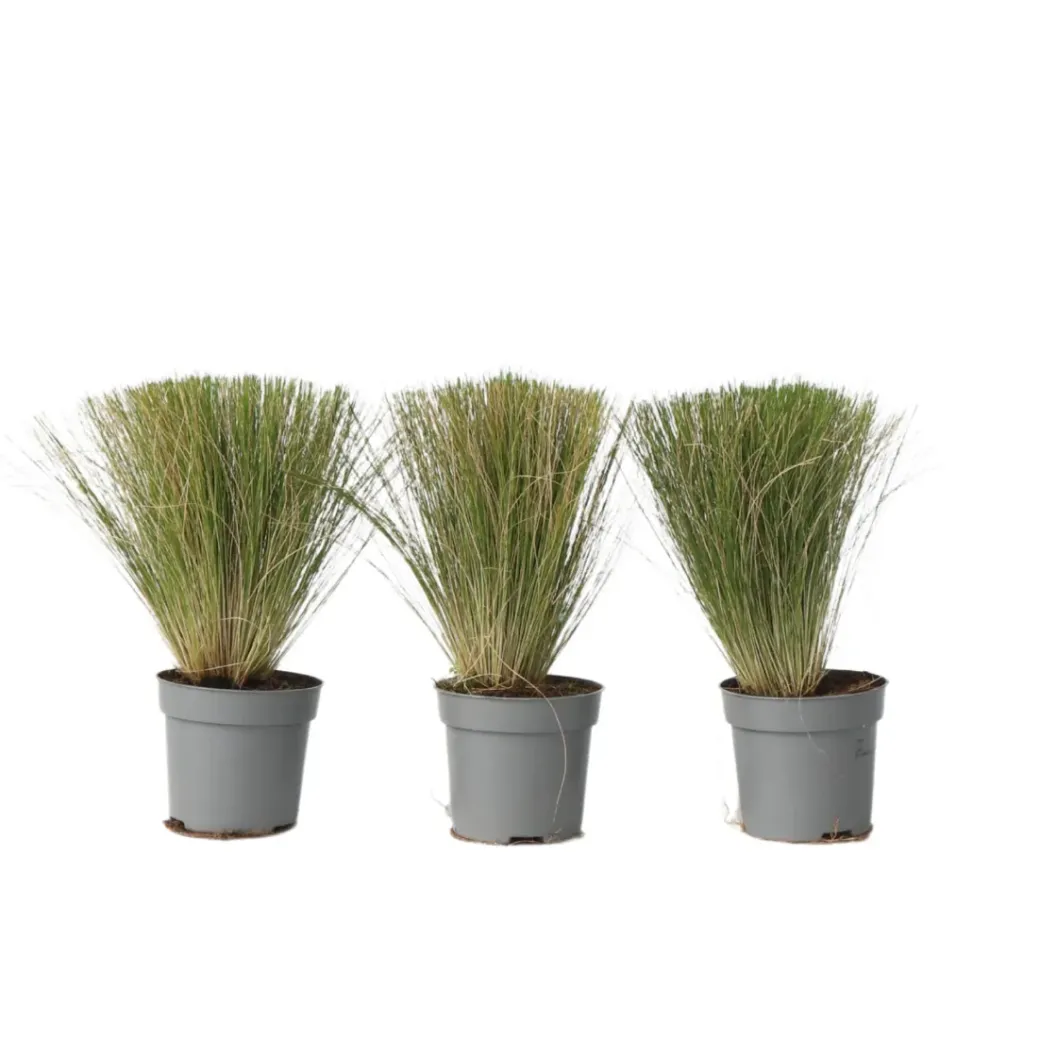 Brico Planten-Stipa Tenuifolia 'Pony Tails' - Set Van 3 - Gras - Pot 9Cm - Hoogte 20-30Cm