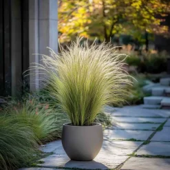 Brico Planten-Stipa Tenuifolia 'Pony Tails' - Set Van 3 - Gras - Pot 9Cm - Hoogte 20-30Cm
