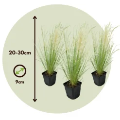 Brico Planten-Stipa Tenuifolia 'Pony Tails' - Set Van 3 - Gras - Pot 9Cm - Hoogte 20-30Cm