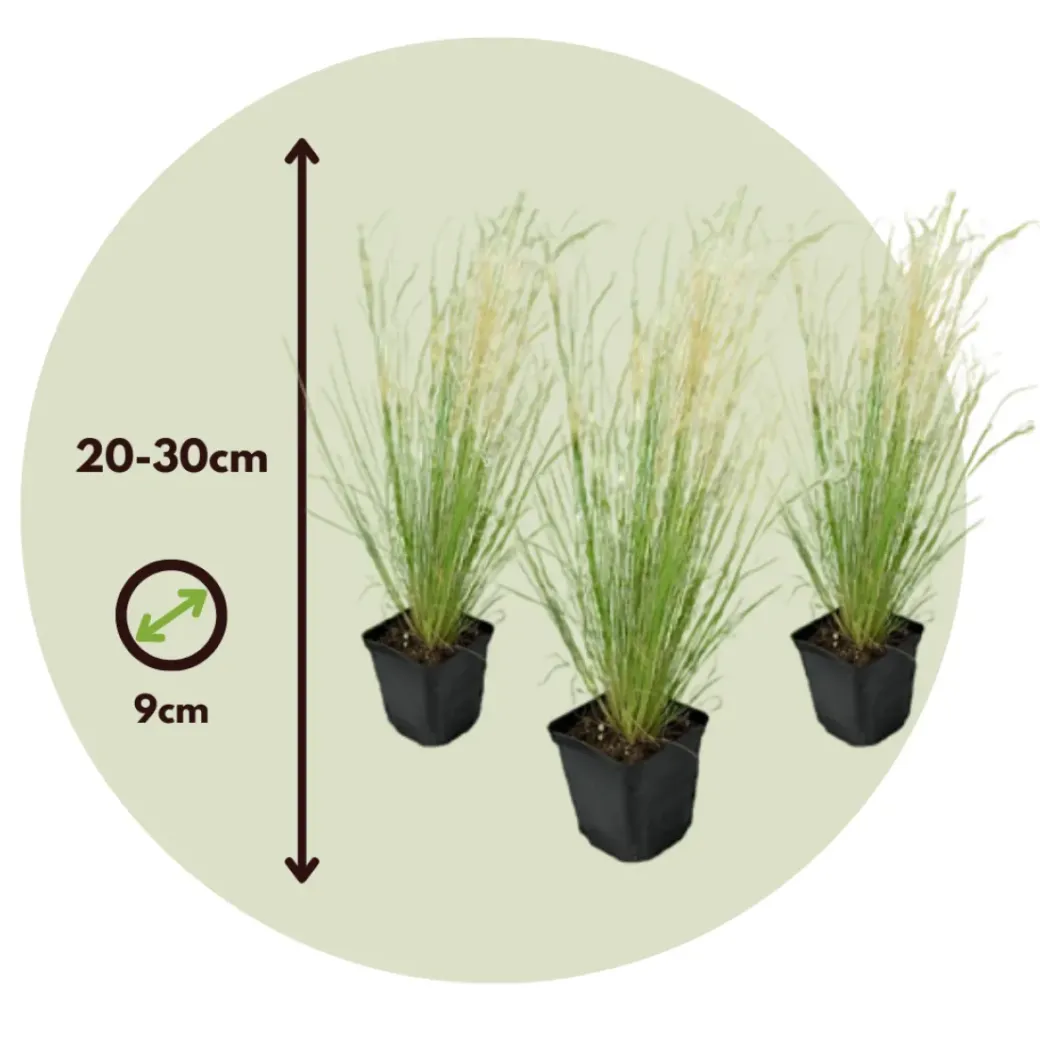 Brico Planten-Stipa Tenuifolia 'Pony Tails' - Set Van 3 - Gras - Pot 9Cm - Hoogte 20-30Cm
