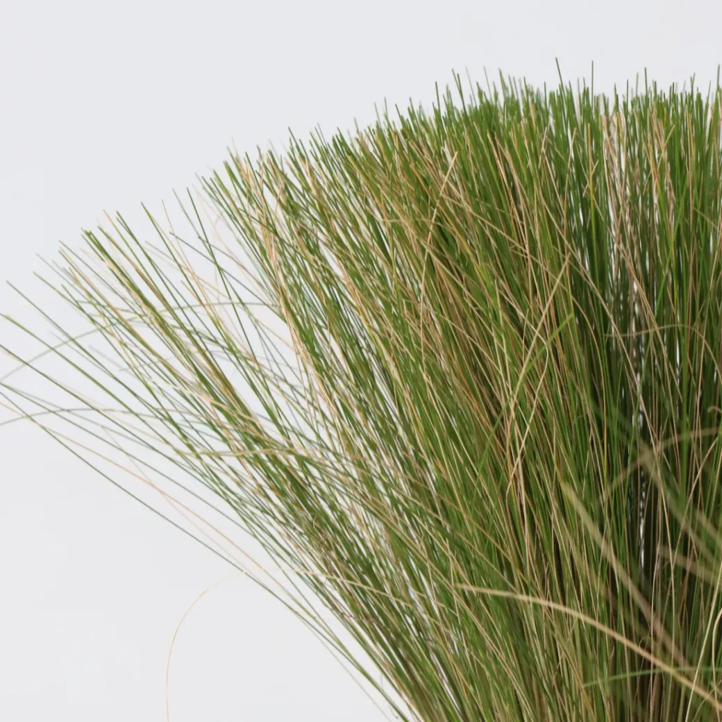 Brico Planten-Stipa Tenuifolia 'Pony Tails' - Set Van 3 - Gras - Pot 9Cm - Hoogte 20-30Cm