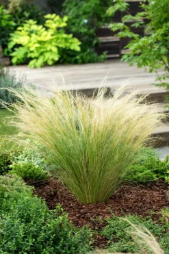 Brico Planten-Stipa Tenuifolia 'Pony Tails' - Set Van 3 - Gras - Pot 9Cm - Hoogte 20-30Cm