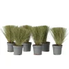 Brico Planten-Stipa Tenuifolia 'Pony Tails' - Set Van 6 - Gras - Pot 9Cm - Hoogte 20-30Cm