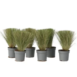 Brico Planten-Stipa Tenuifolia 'Pony Tails' - Set Van 6 - Gras - Pot 9Cm - Hoogte 20-30Cm