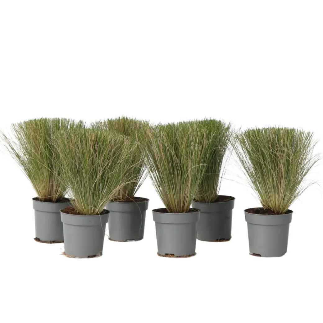 Brico Planten-Stipa Tenuifolia 'Pony Tails' - Set Van 6 - Gras - Pot 9Cm - Hoogte 20-30Cm