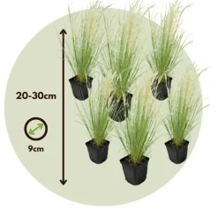 Brico Planten-Stipa Tenuifolia 'Pony Tails' - Set Van 6 - Gras - Pot 9Cm - Hoogte 20-30Cm