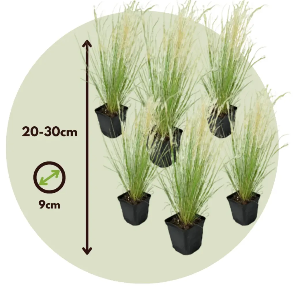 Brico Planten-Stipa Tenuifolia 'Pony Tails' - Set Van 6 - Gras - Pot 9Cm - Hoogte 20-30Cm