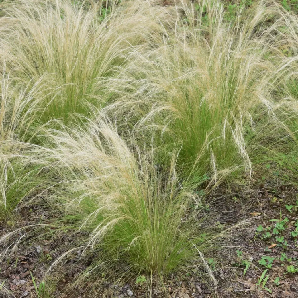 Brico Planten-Stipa Tenuifolia 'Pony Tails' - Set Van 6 - Gras - Pot 9Cm - Hoogte 20-30Cm