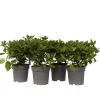 Brico Planten-Viburnum Tinus - Set Van 4 - Groenblijvend - Pot 17Cm - Hoogte 25-40Cm