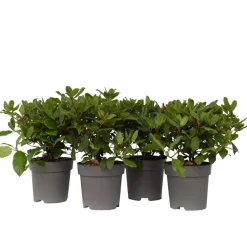 Brico Planten-Viburnum Tinus - Set Van 4 - Groenblijvend - Pot 17Cm - Hoogte 25-40Cm