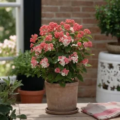 Brico Planten-Viburnum Tinus - Set Van 4 - Groenblijvend - Pot 17Cm - Hoogte 25-40Cm