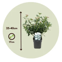 Brico Planten-Viburnum Tinus - Set Van 4 - Groenblijvend - Pot 17Cm - Hoogte 25-40Cm