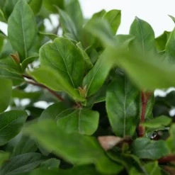 Brico Planten-Viburnum Tinus - Set Van 4 - Groenblijvend - Pot 17Cm - Hoogte 25-40Cm