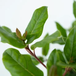 Brico Planten-Viburnum Tinus - Set Van 4 - Groenblijvend - Pot 17Cm - Hoogte 25-40Cm