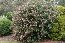 Brico Planten-Viburnum Tinus - Set Van 4 - Groenblijvend - Pot 17Cm - Hoogte 25-40Cm