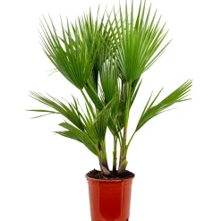 Brico Planten-Washingtonia Robusta - Mexicaanse Waaierpalm - Palm - Groenblijvend - 21 Cm – ↕80-100 Cm