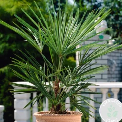 Brico Planten-Washingtonia Robusta - Mexicaanse Waaierpalm - Palm - Groenblijvend - 21 Cm – ↕80-100 Cm