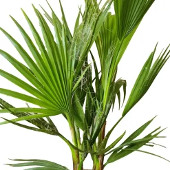 Brico Planten-Washingtonia Robusta - Mexicaanse Waaierpalm - Palm - Groenblijvend - 21 Cm – ↕80-100 Cm