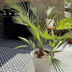 Brico Planten-Washingtonia Robusta - Mexicaanse Waaierpalm - Palm - Groenblijvend - 21 Cm – ↕80-100 Cm