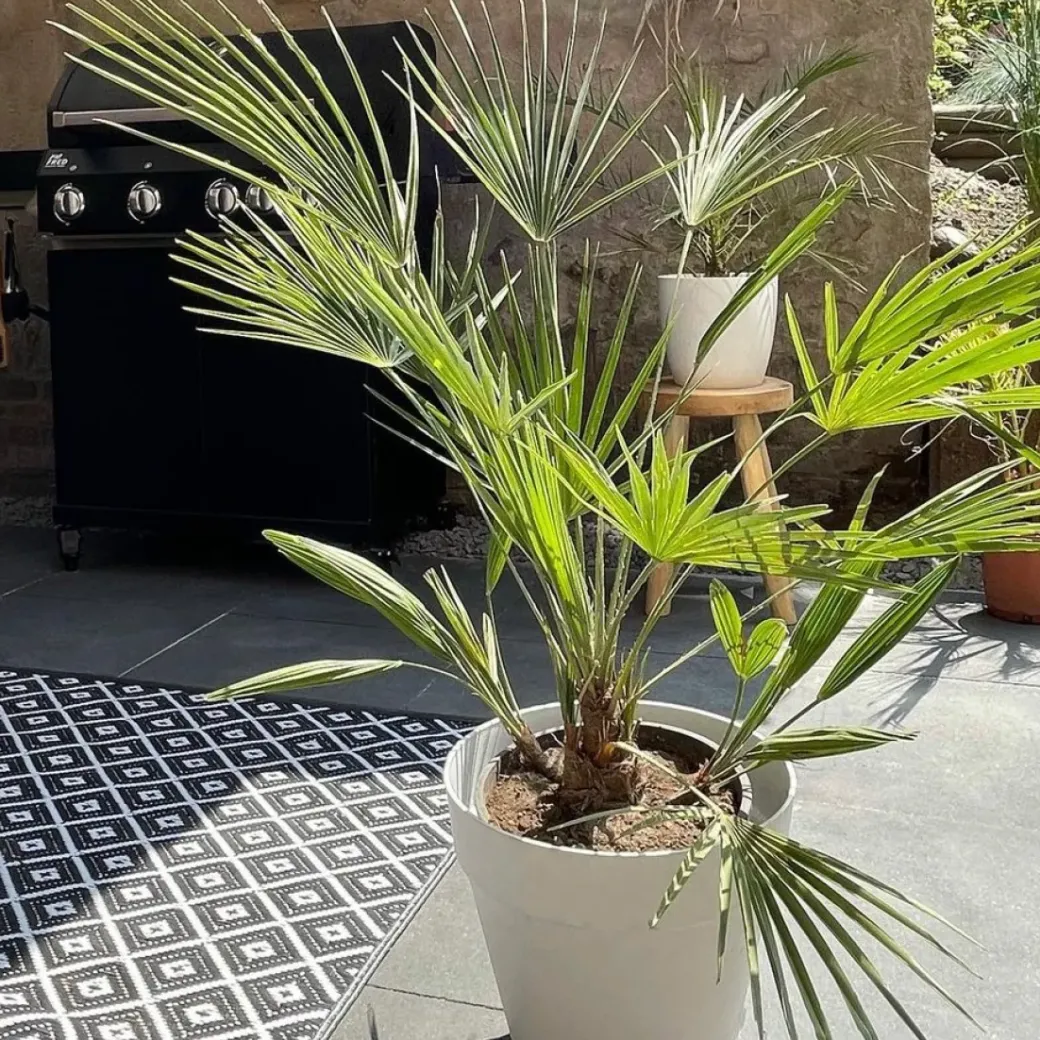 Brico Planten-Washingtonia Robusta - Mexicaanse Waaierpalm - Palm - Groenblijvend - 21 Cm – ↕80-100 Cm