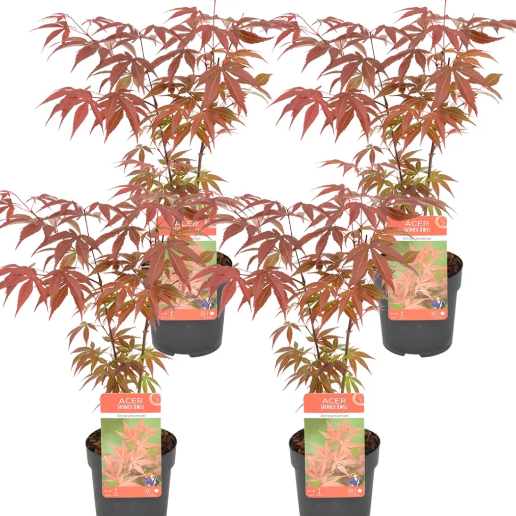 Brico Planten-4X Acer Palmatum 'Atropurpureum' - Japanse Esdoorn - Heester - Winterhard - 10,5 Cm - ↕25-30 Cm