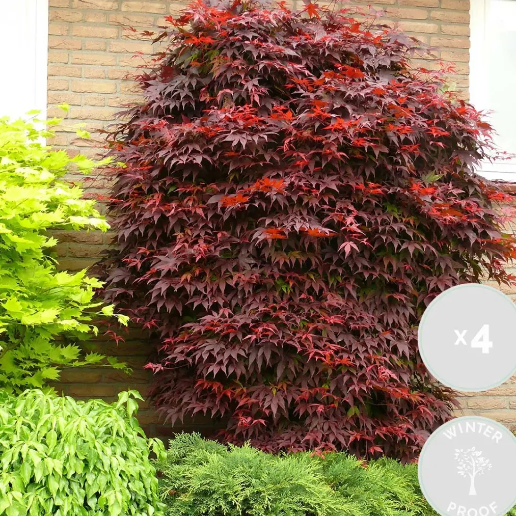 Brico Planten-4X Acer Palmatum 'Atropurpureum' - Japanse Esdoorn - Heester - Winterhard - 10,5 Cm - ↕25-30 Cm