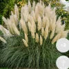 Brico Planten-2X Cortaderia ‘Pumila' - Pampasgras - Siergrassen - Winterhard - 13 Cm - ↕20-30 Cm