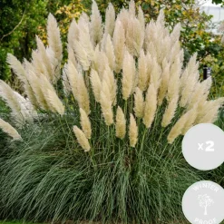 Brico Planten-2X Cortaderia ‘Pumila' - Pampasgras - Siergrassen - Winterhard - 13 Cm - ↕20-30 Cm