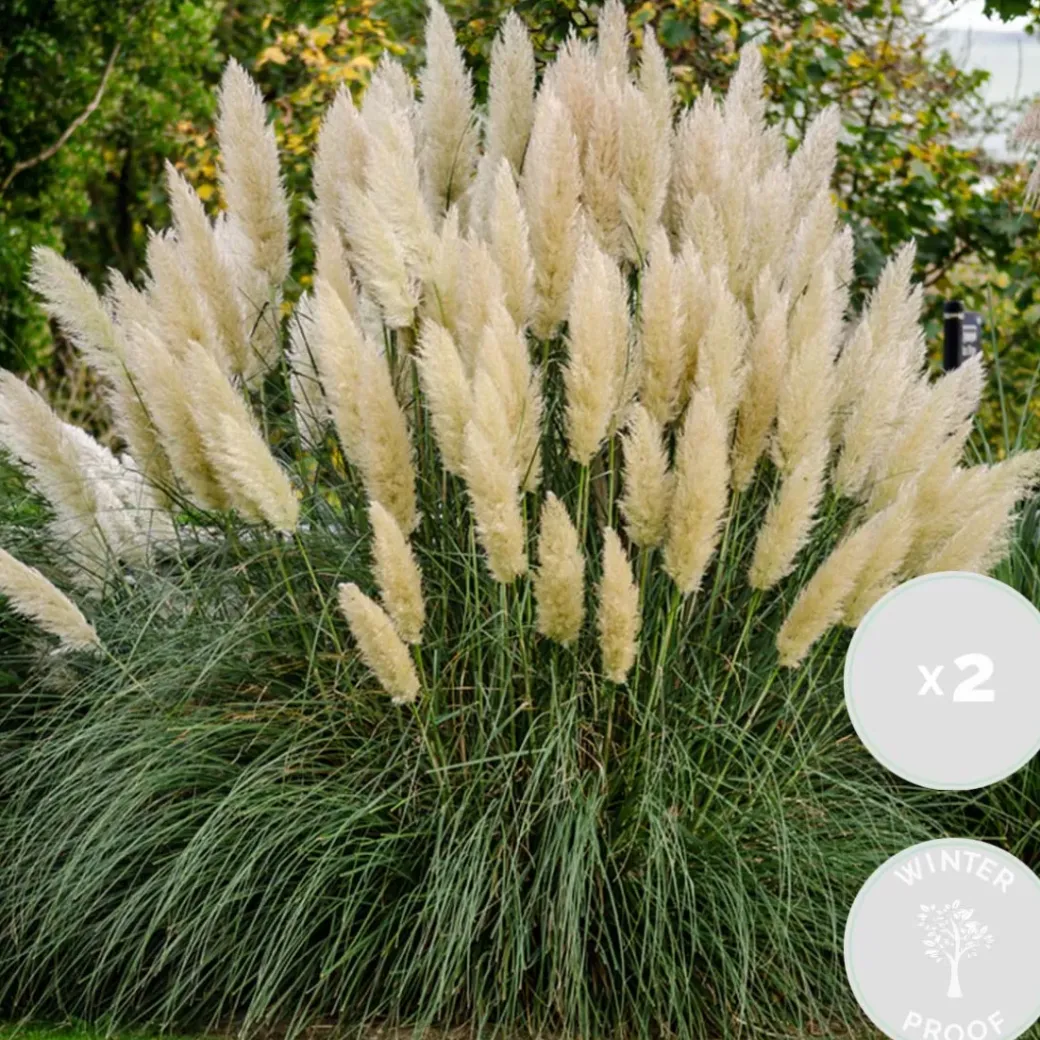 Brico Planten-2X Cortaderia ‘Pumila' - Pampasgras - Siergrassen - Winterhard - 13 Cm - ↕20-30 Cm