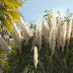 Brico Planten-2X Cortaderia ‘Pumila' - Pampasgras - Siergrassen - Winterhard - 13 Cm - ↕20-30 Cm